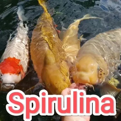 Spirulina